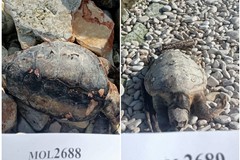 Il mare restituisce due tartarughe senza vita: scoperte sulla costa verso Bari