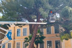 Albero caduto nella scuola "San Giovanni Bosco": Depalo risponde a Sinistra Italiana