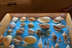 Splendide conchiglie nella Chiesa del Carmine. Successo per la mostra malacologica