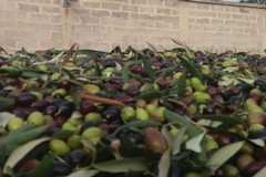 Un patto etico-sociale per l'olivicoltura italiana