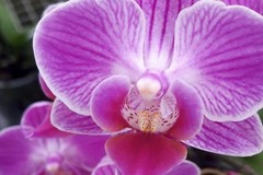 Coldiretti Puglia a sostegno dei produttori di orchidee del Nord Barese