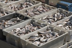 Arriva il fermo pesca: esteri 8 pesci su 10 nel piatto dei pugliesi