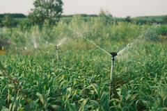 Acque affinate da depuratore per uso irriguo: pronto il progetto a Giovinazzo