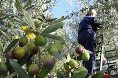 Nuovo contratto provinciale agricolo in Terra di Bari