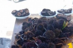 Nel Barese sequestrati oltre tremila ricci di mare nei primi 20 giorni di febbraio