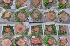 Alberi tagliati in viale De Gaetano, PVA: «Da amministratori silenzio inaccettabile»