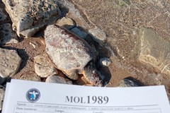 Carcassa di tartaruga spiaggiata sull'arenile a sud di Giovinazzo