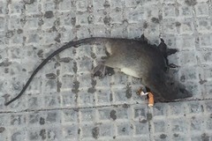 Un ratto morto in via Bari. Il PD ironizza