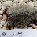 Due tartarughe spiaggiate sulla costa di Giovinazzo, una non aveva la testa