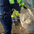 Raccolta differenziata, sanzioni alle attività produttive di Giovinazzo
