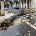 Tragedia sfiorata a Giovinazzo: albero si schianta in viale De Gaetano