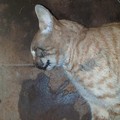 Fine atroce per una gatta, trovata morta in via Bari. La foto shock