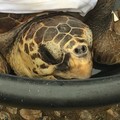 Liberate due tartarughe marine al largo di Giovinazzo