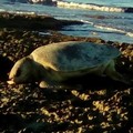 Continua la  "strage " delle tartarughe marine