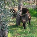 Cinghiali a spasso: avvistati nei pressi della 16 bis. Foto e Video