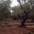 Continuano gli avvistamenti di cinghiali a Giovinazzo