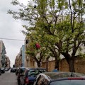 A Giovinazzo ci sono gli alberi dell'immondizia. Depalma infuriato