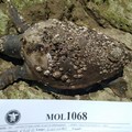 Tartaruga spiaggiata trovata al lido Azzurro