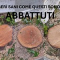 Taglio alberi viale De Gaetano, PVA: «Sollecito ha mistificato la realtà»