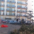 Velostazione, in piazza Stallone iniziato l'abbattimento degli alberi: infuria la polemica