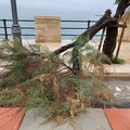 Maltempo a Giovinazzo, albero spezzato si abbatte sulla ciclovia a Ponente