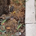 Escrementi nelle aiuole a due passi dalla scuola di Giovinazzo