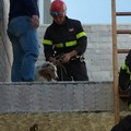 Cane precipita per 7 metri, salvato dai Vigili del Fuoco