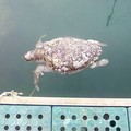 Ritrovata morta una tartaruga marina nel porto di Giovinazzo