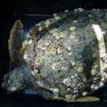Tartaruga in difficoltà: esemplare recuperato nel porto di Giovinazzo