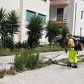 Interventi di pulizia nella D1.1 di Giovinazzo