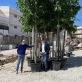 Parcheggio via Fossato, a Giovinazzo arrivati 30 alberi