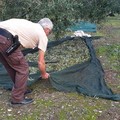 Furto di olive con spuntino sventato dalle Guardie Campestri