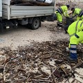 Tronchi in cala Porto, in corso la rimozione