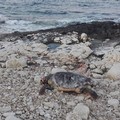 Ecatombe di delfini e tartarughe in Adriatico