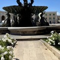 Nuove rose e alberi di jacaranda in piazza Vittorio Emanuele II
