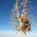 Alberature lungomari secche, l'attacco di PrimaVera Alternativa