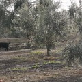 Cinghiali inseguiti dai cani, intervengono le Guardie Campestri