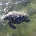 Il mare spiaggia una tartaruga, rinvenuto un esemplare alla Trincea