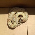 Serpente esotico a spasso in via Lupis catturato dal WWF
