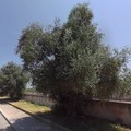 Lotta alla Xylella, nuovo piano regionale. PVA ricorda gli obblighi del Comune di Giovinazzo