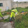 Nuovo intervento di pulizia dell'agro a Giovinazzo: LE FOTO
