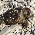 Tartarughe, è di nuovo emergenza: una spiaggiata anche a Giovinazzo