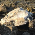 Ritrovamento a Molfetta: mare restituisce tartaruga priva della testa e degli arti