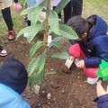 Celebrata a Giovinazzo la Giornata Nazionale degli Alberi - FOTO