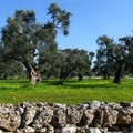 Agriturismi in Puglia, con le linee guida nuovo impulso al settore