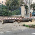 Tiglio caduto in viale De Gaetano, Sollecito: «Controlleremo tutti gli alberi»