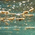 Alga tossica, presenza registrata solo sui fondali profondi