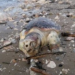 Ancora una tartaruga spiaggiata