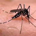 Chikungunya, oggi giornata di donazione sangue straordinaria