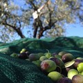 «Far west in campagna con furti di olive e mezzi agricoli»